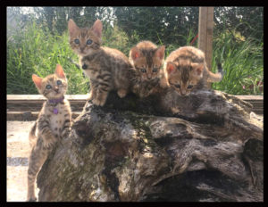 Corsica Bengal chatons