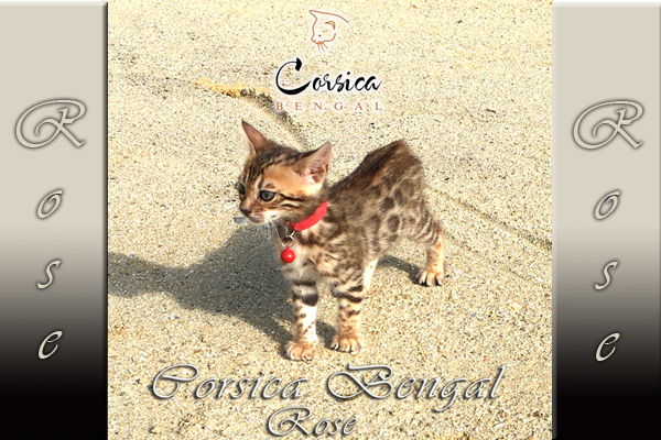 Corsica Bengal - Rose